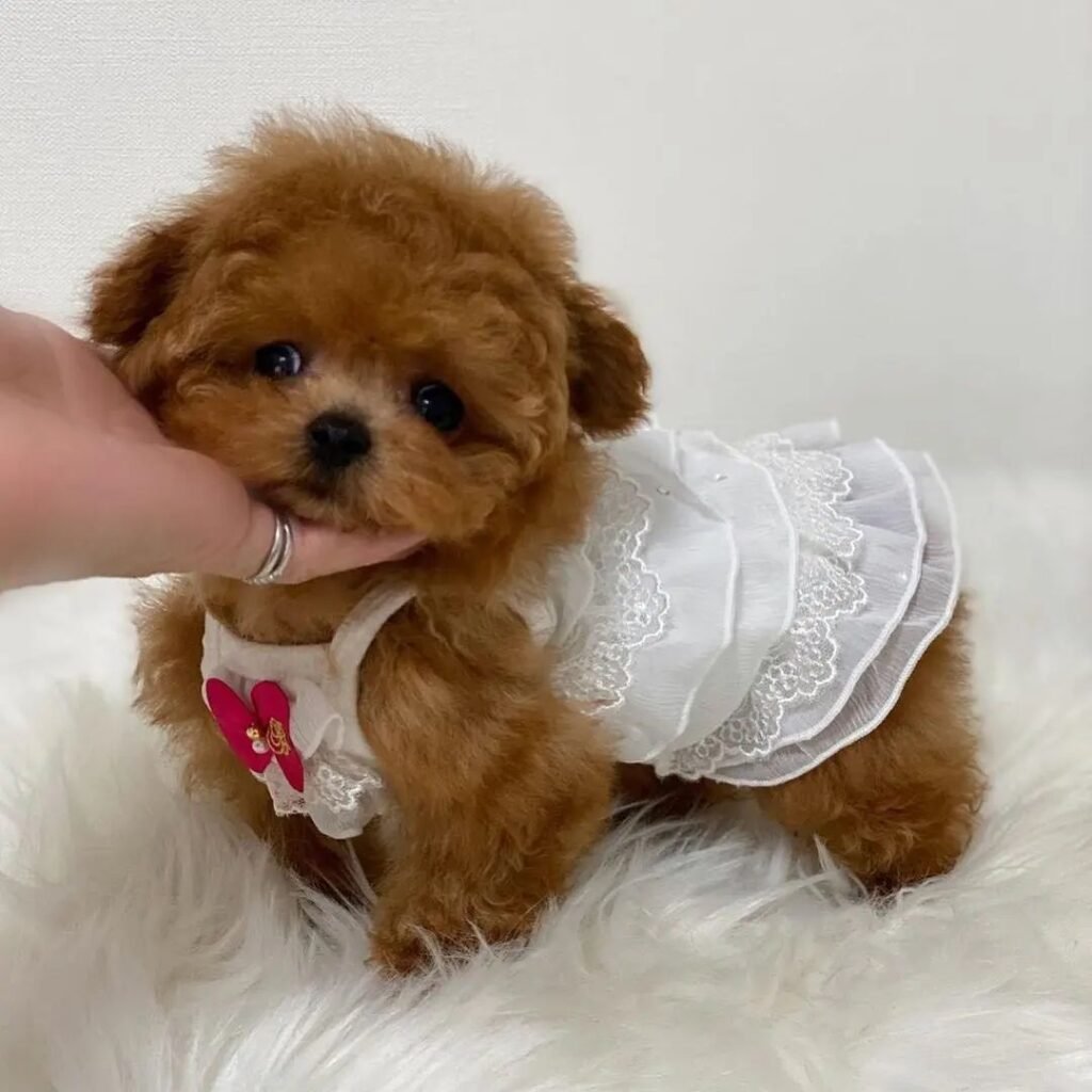 adorable teacup poodle