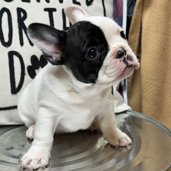 french bulldog puppy for sale