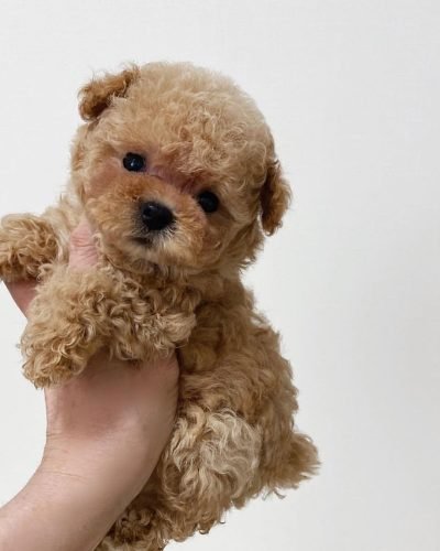 Micro mini poodle cost best sale