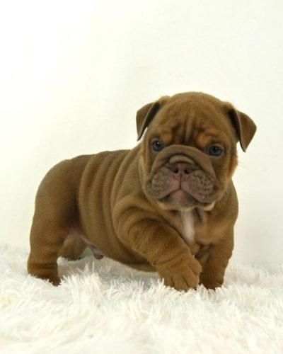 english bulldog for sale uk