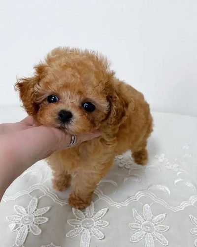 miniature poodle puppies for sale