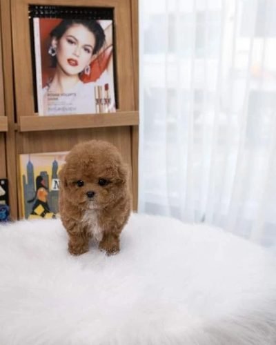 male teacup poodle