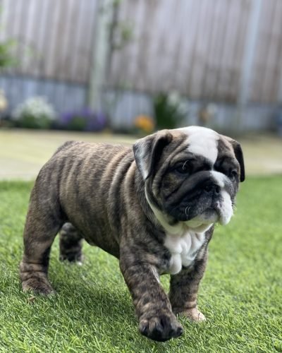 english bulldog for sale