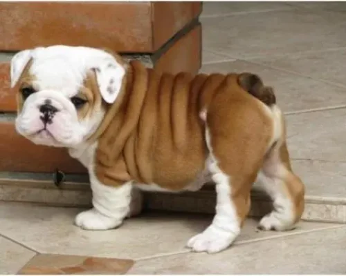 bulldogs for sale