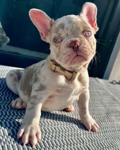 french bulldog puppy for adoption