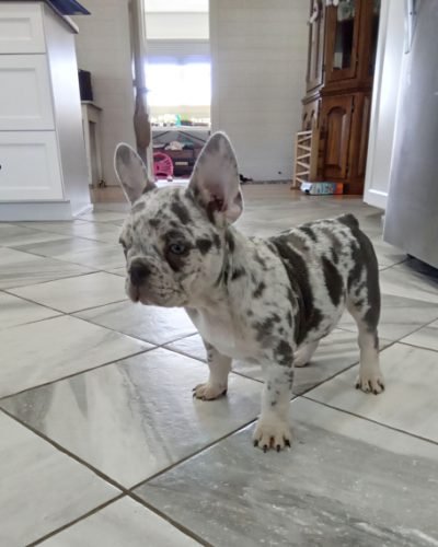 french bulldogs for sale