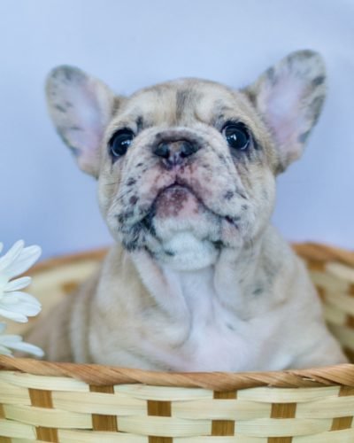 french bulldog for sale