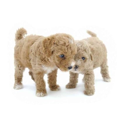 miniature poodles for adoption